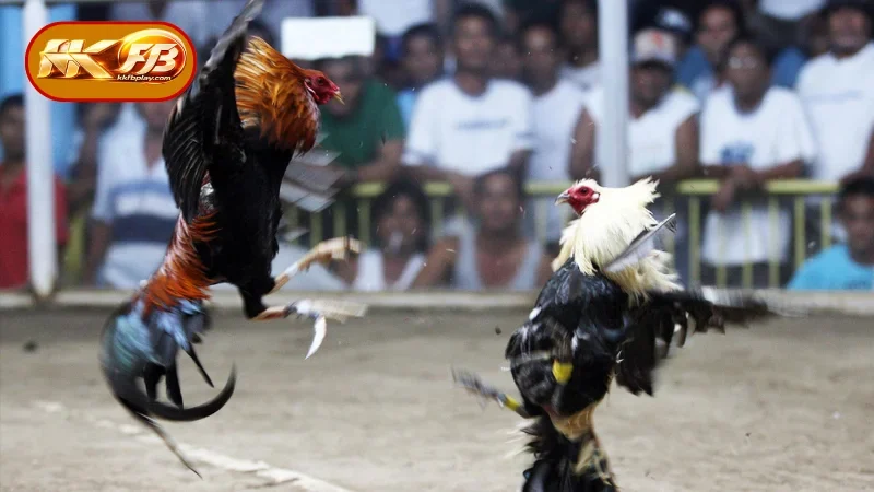 Introducing the KKFB Cockfighting Betting App