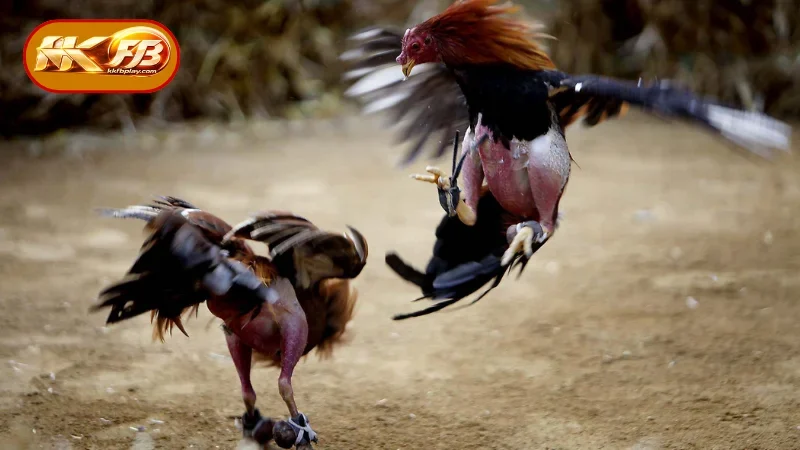 Outstanding Advantages of Cockfighting Betting at KKFB
