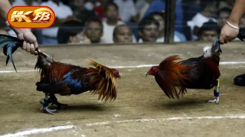 Secrets to Easily Winning Cockfighting Bets at KKFB